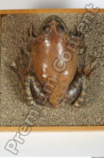 Bullfrog Rana catesbeiana 0001